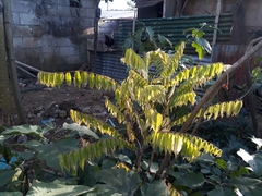 Averrhoa bilimbi