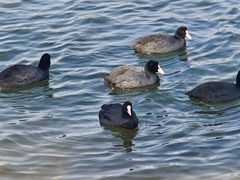 Fulica atra