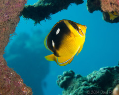 Chaetodon quadrimaculatus
