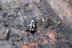 Glischrochilus quadriguttatus