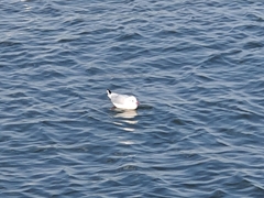 Chroicocephalus ridibundus