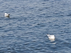 Chroicocephalus ridibundus