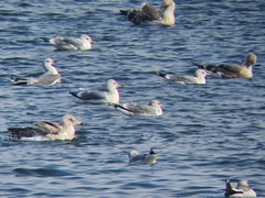 Larus schistisagus