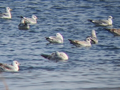 Larus schistisagus