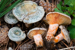 Lactarius semisanguifluus