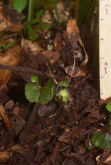 Corybas hypogaeus