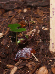 Corybas hypogaeus