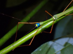 Marmessoidea rosea