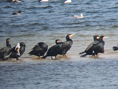 Phalacrocorax