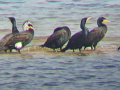 Phalacrocorax