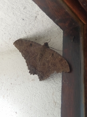 Ascalapha odorata