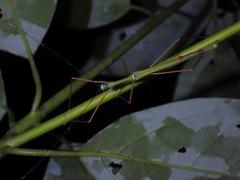 Marmessoidea rosea