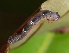 Pholodes sinistraria