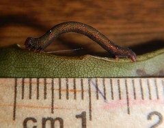 Pholodes sinistraria