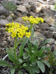 Patrinia sibirica