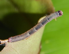 Pholodes sinistraria