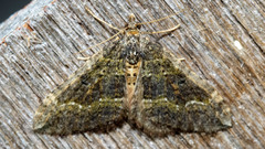 Epyaxa hyperythra