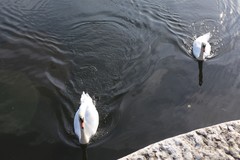 Cygnus olor