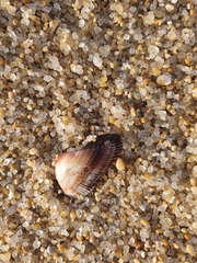 Barbatia
