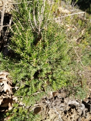 Erica lusitanica