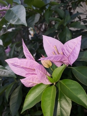 Bougainvillea spectabilis