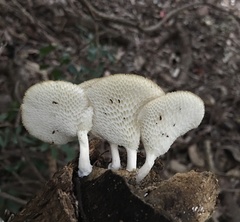 Favolus tenuiculus