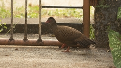 Galloperdix spadicea