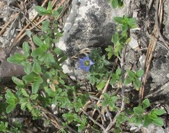 Gentiana squarrosa