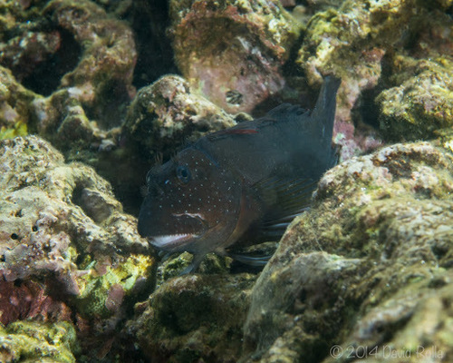 Cirripectes obscurus observed 2014-09-07