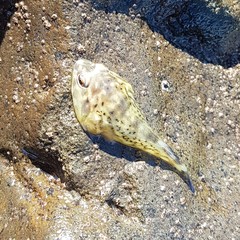 Diplocrepis puniceus