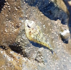 Diplocrepis puniceus