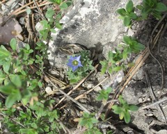 Gentiana squarrosa