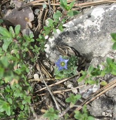 Gentiana squarrosa