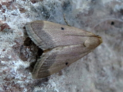 Maradana fuscolimbalis