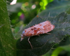 Phtheochroa rugosana
