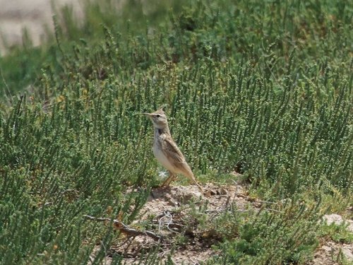 Crested Lark