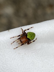 Eriophora nephiloides