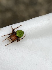Eriophora nephiloides