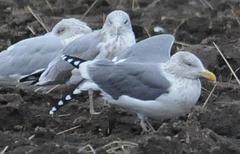 Larus argentatus × marinus
