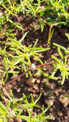 Trianthema salsoloides