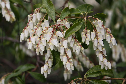 Pieris floribunda