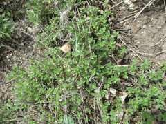 Thymus sibiricus