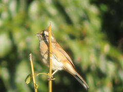 Emberiza cioides