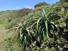 Aloe thraskii