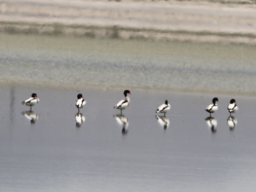 Common Shelduck