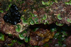 Dictyosphaeria sericea