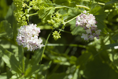 Valeriana alpestris