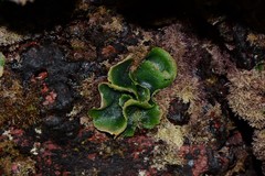 Dictyosphaeria sericea