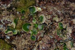 Dictyosphaeria sericea