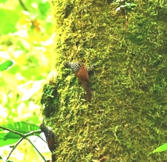 Xiphorhynchus lachrymosus